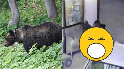 69歲男深夜突感受「呼吸聲、熱氣」！一睜眼竟是「野熊闖家門」驚險畫面曝