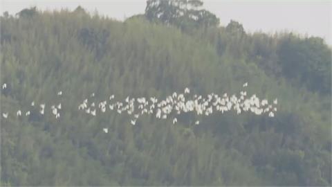 黃頭鷺往南大遷徙　苗栗公館、三義天空中出現白色「鳥河」