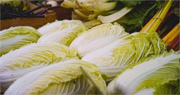 憂「甲醛白菜」洗產地後流入台灣！　全聯、萬家福、好市多回應了