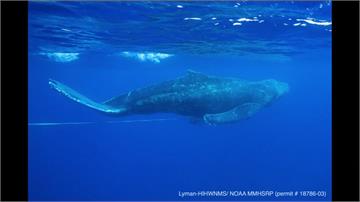 夏威夷外海座頭鯨受困 官方民間合力解救