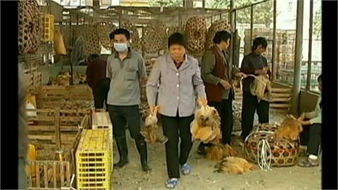 H3N8禽流感首死例　中國隱匿月餘才通報