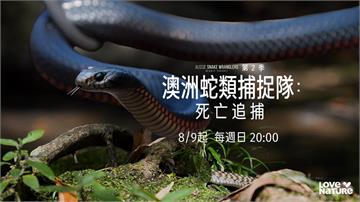 8月9日晚間8點!「四季線上: LOVE NATURE頻道」首播 驚險捕蛇隊冒命行動 !