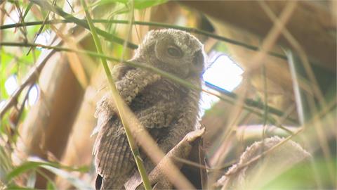 驚喜！鳥松濕地公園　二級保育類動物「領角鴞」現蹤