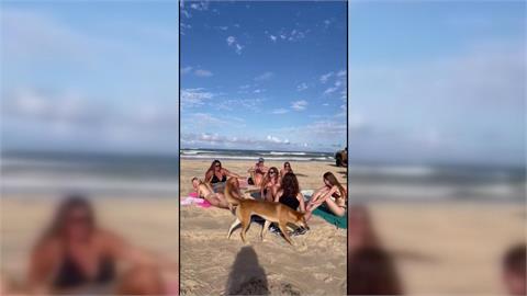 澳洲昆士蘭海邊野狗攻擊人　女遊客臀部遭狗吻