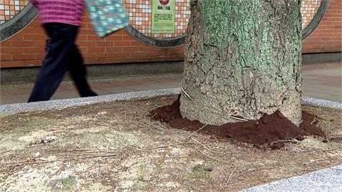 長知識！咖啡渣不能直接施肥　發酵生熱反「燒傷」植物根部