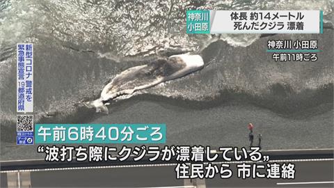 海岸驚見14公尺長鯨魚屍體　應為成年抹香鯨