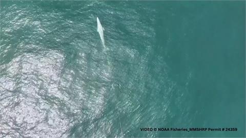 加州灰鯨遭刺流往纏住　動保組織救援行動頻遇困難