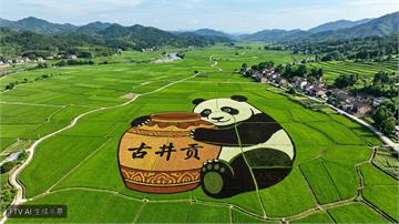 四川成都稻田現奇景！彩色水稻拼出「大貓熊抱酒罈」