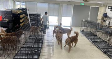 苗栗寵物餐廳涉虐狗！鍾東錦稱「只是平平踢」　米可白氣炸：是在縱容施暴者