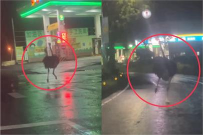 快新聞／哪來的？宜蘭深夜驚見鴕鳥狂奔逾10K　飼主連吞2罰單下場慘了