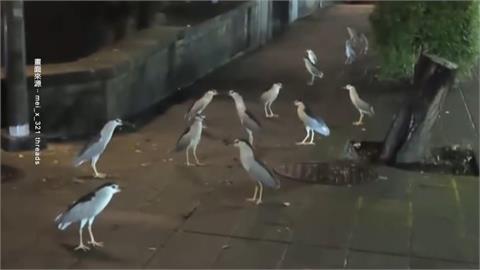 砍樹害的？南港「夜鷺集體出沒」　民視獨家直擊揭謎團