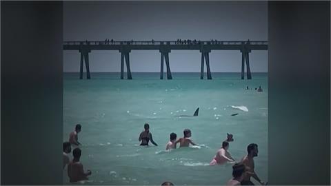 直擊鯊魚出沒海灘遊客驚聲尖叫　全美今夏鯊魚攻擊已16起