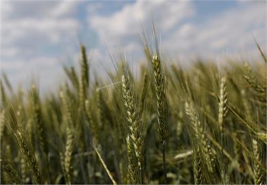 俄羅斯：未來幾天將開啟自烏克蘭出口穀物