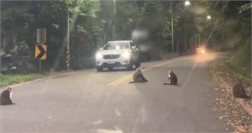爺奶嚇壞!宜蘭2歲童反鎖困車內 警消趕救遇「猴群擋路」