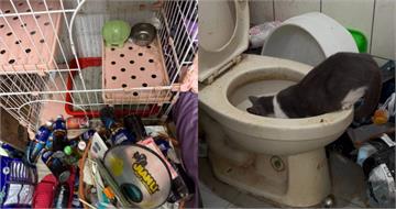 飼主住院沒找人照顧！「14隻貓咪受困」挨餓多天　渴到只能喝馬桶水