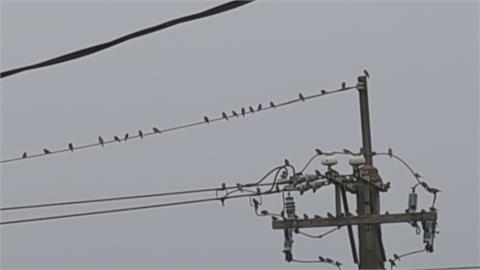 成群麻雀駐足高壓電線上　不怕變「鳥仔巴」？台電這樣說