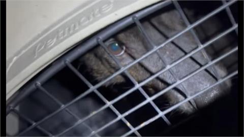 不捨！飼主涉拿棍棒打狗狗「可樂」　供稱被咬要「教訓」牠