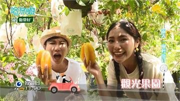《哈旅遊》賞花、栽果、足療精油  坐擁花團錦簇的卓蘭果園及農場！