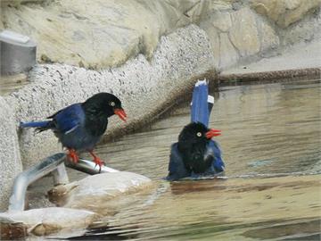 超可愛！台灣藍鵲也揪團泡溫泉　輪流下湯池還有排班警戒