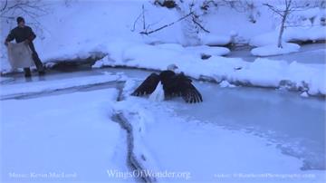 密西根白頭鷹結凍無法飛行 動保人員出動救援