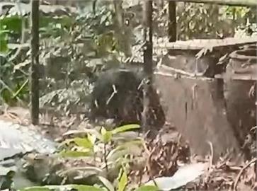 真香！黑熊闖花蓮梅醋工坊　「開蓋偷吃」畫面流出