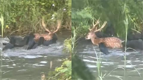慎入！高雄10黑狗水中「群體獵殺梅花鹿」殘忍畫面網瘋傳：改天就換登山客