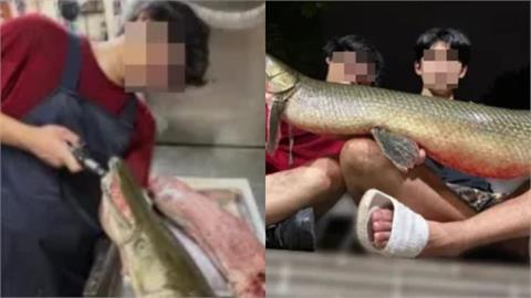 228公園吉祥物「鱷魚火箭」被料理！成大釣魚社PO「烹食照」炫耀遭炎上