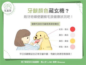 【狗貓健康】貓狗的牙齦顏色跟健康狀況有關？刷牙時順便做個檢查吧！｜寵物愛很大
