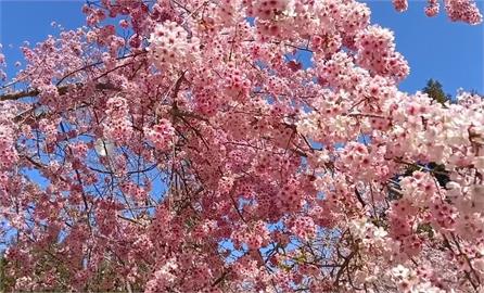 北橫沿線櫻花開了　「粉色隧道」浪漫迎新春