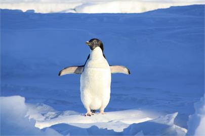 全員逃走中！落單企鵝突遇冰層裂開邁小短腿拚命狂奔　同伴對岸急關心