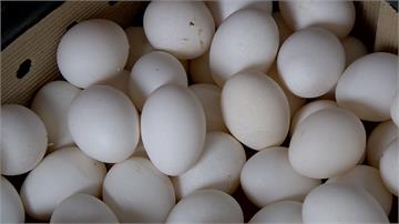 每天少百萬顆雞蛋！蛋價飆33.5元創今年新高