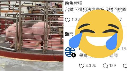 網幽默指控台鐵「不惜犯法運豬」！官方「4字諧音梗」回應笑翻全網
