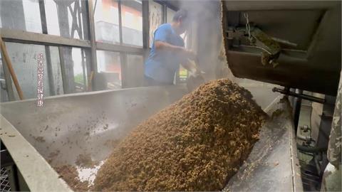 金門高粱「釀酒製程」首度曝光！　工序講究淬鍊逸品