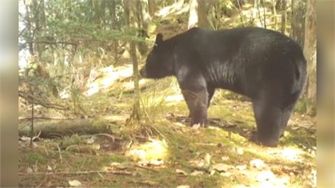 雪霸觀霧黑熊出沒　雪管處籲遊客攜帶「熊鈴」保平安