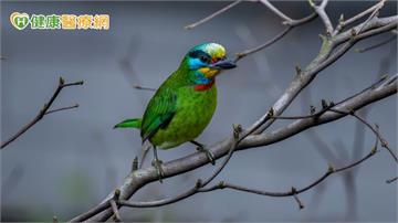 聆聽鳥鳴助療癒心情？研究揭「1噪音」可能影響自然聲音潛在益處