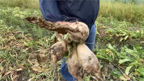 疑過度澆水蘿蔔田泡水　彰化埔鹽鄉「拔蘿蔔同樂會」急喊卡