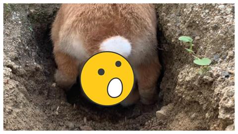 日本寵物兔每天做「這件事」造就驚人變化！百萬網友：太扯