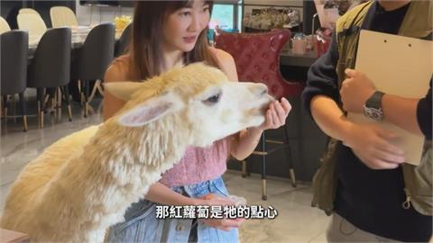 10億女星爆羊駝冷知識　求歡被拒竟「掉下巴」