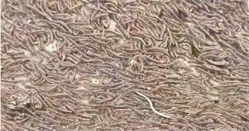 大地震前兆？彰化驚現上萬「馬陸大軍」遷徙　專家解讀：僅跟「這因素」有關