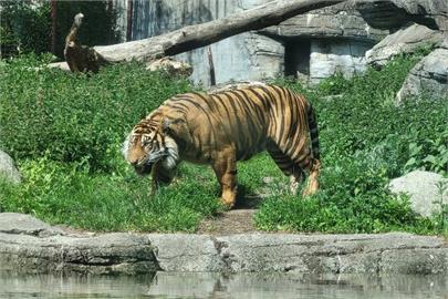 快新聞／你忍心嗎？丹麥1動物園徵民眾「棄養寵物」　充當猛獸盤中餐