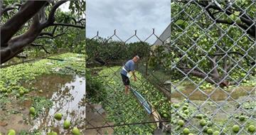 丹娜絲襲台重創果園　阿公整年心血一夕變「柚子海」孫女超心疼