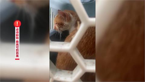 毛孩哀鳴淚不止！　猴硐貓遭噴辣椒水　志工發文求助揪凶手