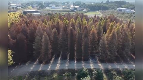 雲林落羽松陸續轉紅褐色 彷彿置身韓劇場景遊客打卡