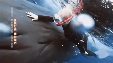 「與鯨豚共遊」觸犯模里西斯國法　在模台人：　擔心得來不易落地簽受影響