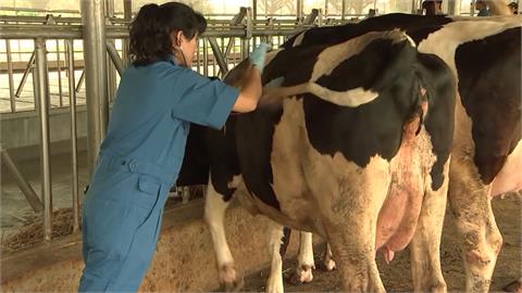 台灣爆發牛結節疹　泌乳減少恐影響鮮奶供應