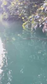 日月潭赫見水怪？ 1公尺大魚游竄掀熱議
