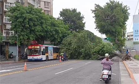 快新聞／「卡努」來襲台北颳強風　士林路樹連根拔起倒路上「畫面曝光」