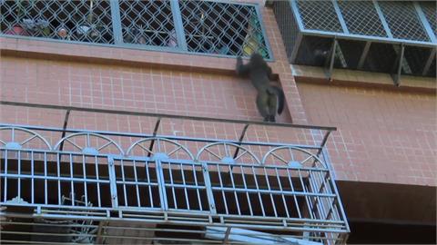 花蓮市區出現獼猴　攀爬社區國宅「看風景」