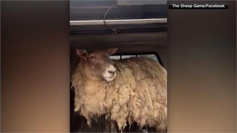 「世界最孤獨的羊」獲救了！　受困懸崖兩年「青草吃到飽」幸福肥