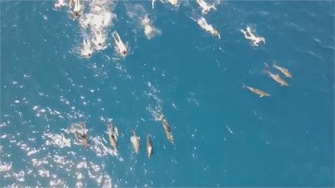 騷擾夏威夷海中嬌客！　33名泳客違法追逐海豚
